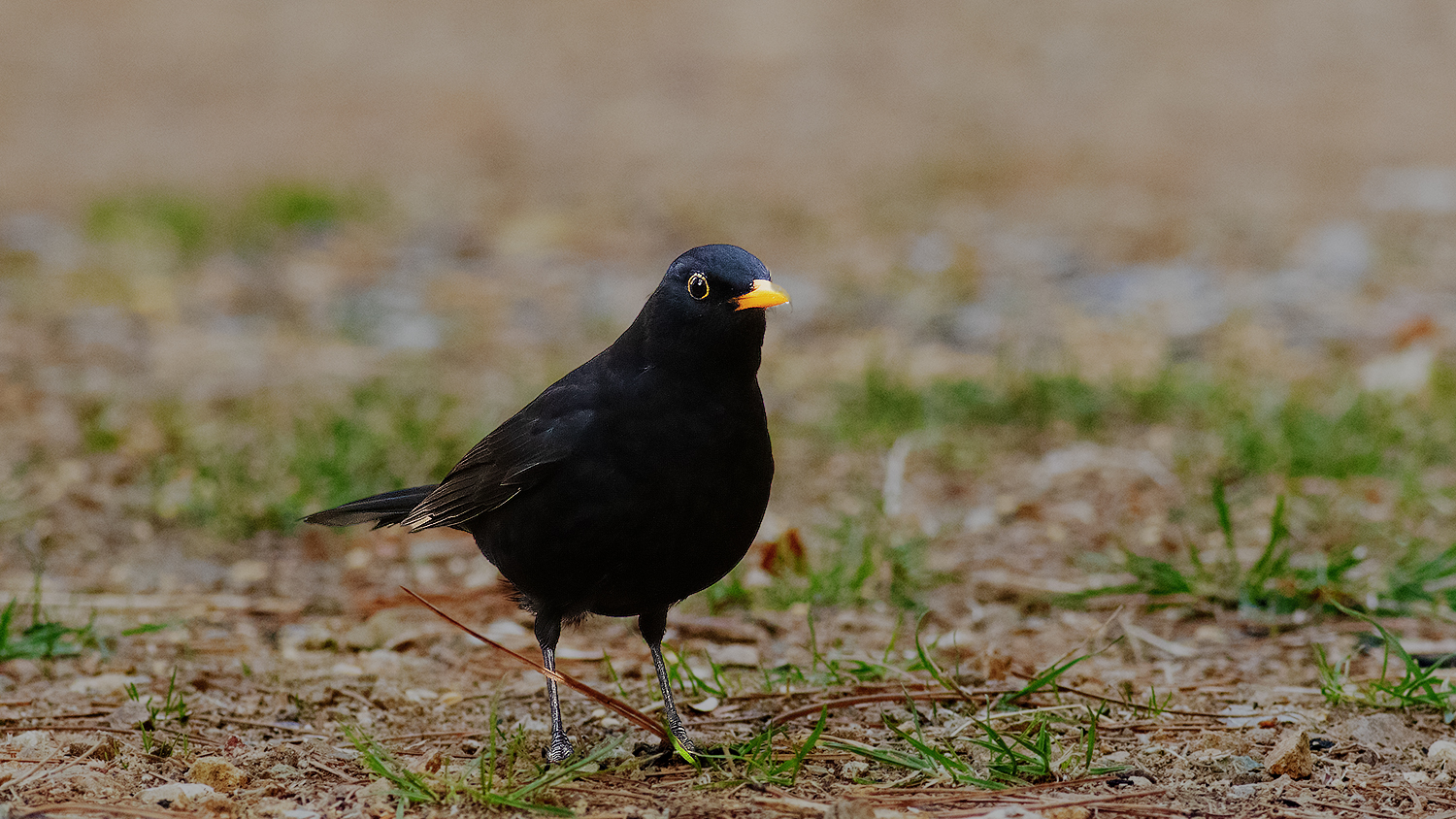 Eurasian Blackbird